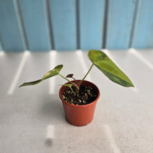 Load image into Gallery viewer, #D557 Variegated Anthurium Forgetii x