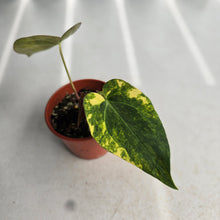 Load image into Gallery viewer, #D557 Variegated Anthurium Forgetii x