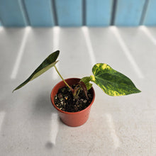 Load image into Gallery viewer, #D557 Variegated Anthurium Forgetii x