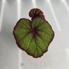 Load image into Gallery viewer, #R33 Begonia Fireflush