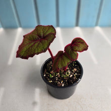Load image into Gallery viewer, #R33 Begonia Fireflush