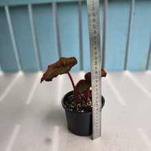 Load image into Gallery viewer, #R33 Begonia Fireflush