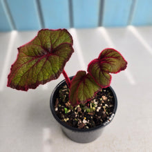 Load image into Gallery viewer, #R33 Begonia Fireflush