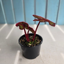 Load image into Gallery viewer, #R33 Begonia Fireflush