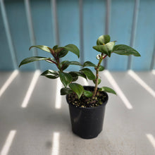 Load image into Gallery viewer, #R51 Nematanthus Monanthos - Pink