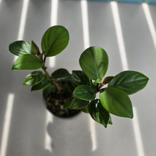 Load image into Gallery viewer, #R51 Nematanthus Monanthos - Pink