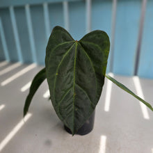 Load image into Gallery viewer, #D228 Anthurium NOID - With Pup