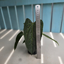 Load image into Gallery viewer, #D228 Anthurium NOID - With Pup