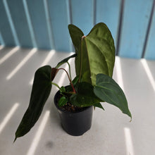 Load image into Gallery viewer, #D228 Anthurium NOID - With Pup