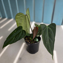 Load image into Gallery viewer, #D228 Anthurium NOID - With Pup