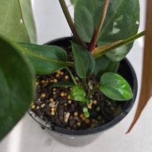 Load image into Gallery viewer, #D228 Anthurium NOID - With Pup
