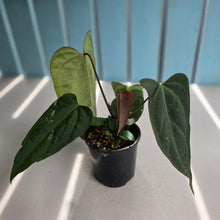 Load image into Gallery viewer, #D228 Anthurium NOID - With Pup
