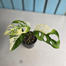 Load image into Gallery viewer, #R13 Variegated Monstera Adansonii
