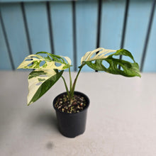 Load image into Gallery viewer, #R13 Variegated Monstera Adansonii