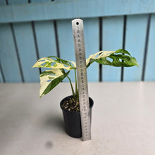 Load image into Gallery viewer, #R13 Variegated Monstera Adansonii