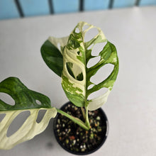 Load image into Gallery viewer, #R13 Variegated Monstera Adansonii