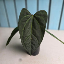 Load image into Gallery viewer, #D228 Anthurium NOID - With Pup