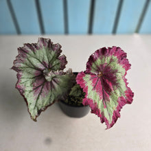 Load image into Gallery viewer, #R28 Begonia Raspberry Torte