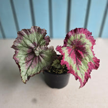 Load image into Gallery viewer, #R28 Begonia Raspberry Torte