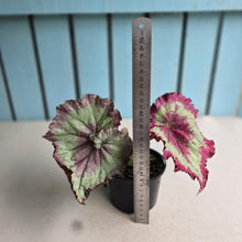 Load image into Gallery viewer, #R28 Begonia Raspberry Torte