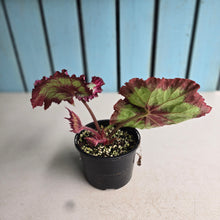 Load image into Gallery viewer, #R28 Begonia Raspberry Torte