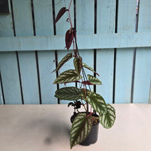 Load image into Gallery viewer, #RD10 Cissus Discolor