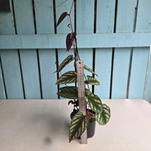 Load image into Gallery viewer, #RD10 Cissus Discolor