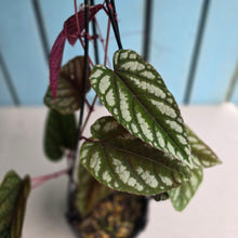 Load image into Gallery viewer, #RD10 Cissus Discolor