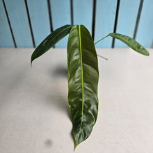 Load image into Gallery viewer, #R7 Philodendron Patriciae