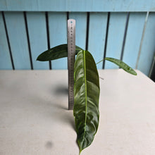 Load image into Gallery viewer, #R7 Philodendron Patriciae