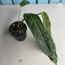 Load image into Gallery viewer, #R7 Philodendron Patriciae