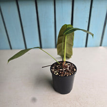 Load image into Gallery viewer, #R7 Philodendron Patriciae