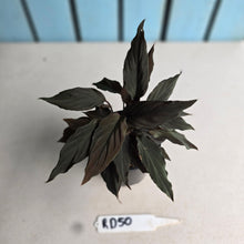 Load image into Gallery viewer, #RD50 Homalomena Humilis Black Form
