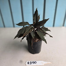 Load image into Gallery viewer, #RD50 Homalomena Humilis Black Form