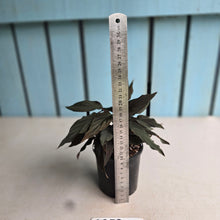 Load image into Gallery viewer, #RD50 Homalomena Humilis Black Form