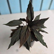 Load image into Gallery viewer, #RD50 Homalomena Humilis Black Form