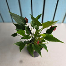 Load image into Gallery viewer, #R45 Anthurium 'Million Flowers'