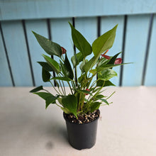 Load image into Gallery viewer, #R45 Anthurium 'Million Flowers'