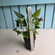 Load image into Gallery viewer, #R45 Anthurium 'Million Flowers'