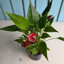 Load image into Gallery viewer, #R45 Anthurium 'Million Flowers'