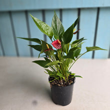 Load image into Gallery viewer, #R45 Anthurium 'Million Flowers'