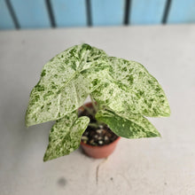Load image into Gallery viewer, #R34 Alocasia Odora Batik