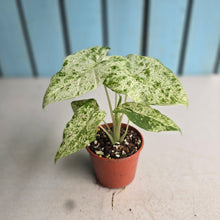 Load image into Gallery viewer, #R34 Alocasia Odora Batik