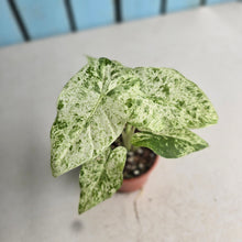 Load image into Gallery viewer, #R34 Alocasia Odora Batik