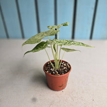 Load image into Gallery viewer, #R34 Alocasia Odora Batik