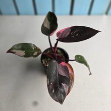 Load image into Gallery viewer, #R323 Philodendron Pink Princess