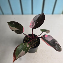 Load image into Gallery viewer, #R323 Philodendron Pink Princess