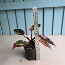 Load image into Gallery viewer, #R323 Philodendron Pink Princess