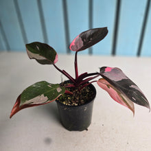 Load image into Gallery viewer, #R323 Philodendron Pink Princess