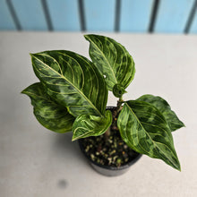 Load image into Gallery viewer, #D73 Two x Headed Aglaonema Rotundum x Tricolor